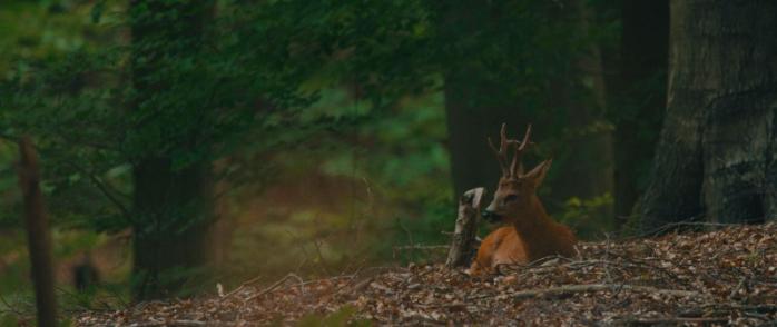 Reportage animalier